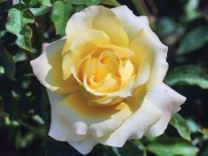 THE WAINWRIGHT ROSE (hybrid tea)